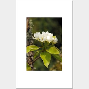 Pear Blossom Posters and Art